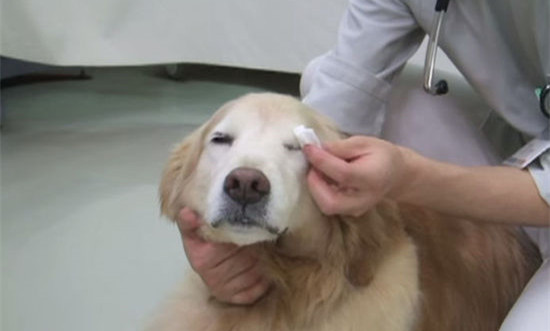 狗狗眼屎多是细小引起的吗,狗狗眼屎多总是眨眼