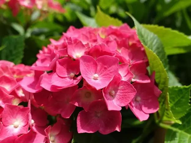 日本姑娘长什么样,想象中的日本是这样的吗