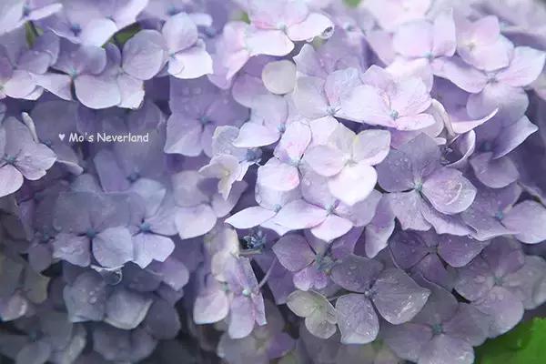 日本姑娘长什么样,想象中的日本是这样的吗