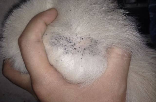 狗狗夏日皮肤护理：和皮屑、瘙痒、红疹说拜拜！狗大夫微课堂回顾