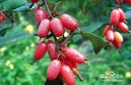 十大不敢吃的奇葩水果,史上最奇葩的六种水果