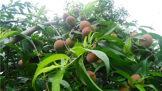 孕妇摘果子迷信说法,怀孕可以摘树上的果子