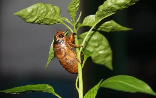 濮阳摸爬叉的地方,濮阳老城摸爬叉的地方