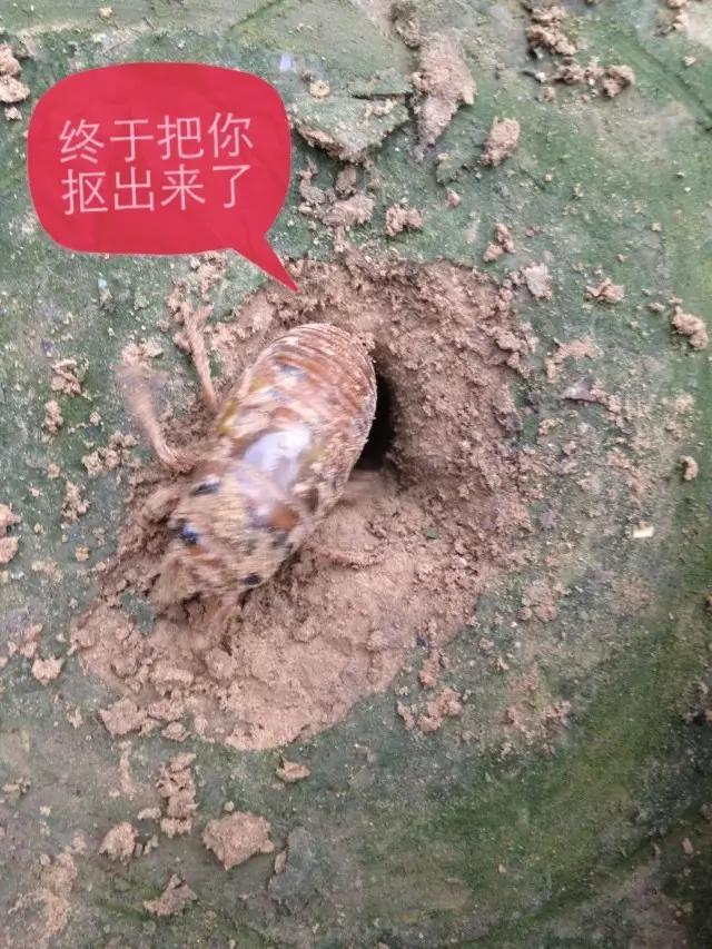 濮阳摸爬叉的地方,濮阳老城摸爬叉的地方