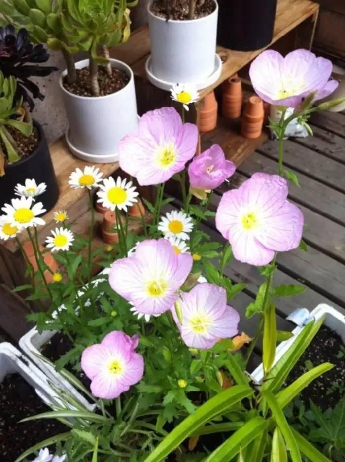 常见草本植物图片大全,十种罕见又美丽的植物图片