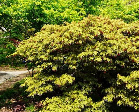 鸡爪槭和红枫长一样么,鸡爪槭和红枫长一样