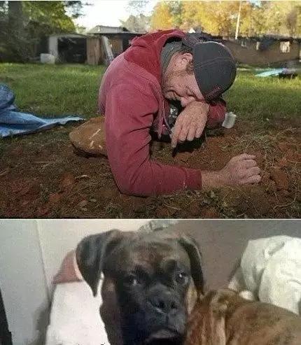 宠物感动瞬间催泪视频,宠物感人