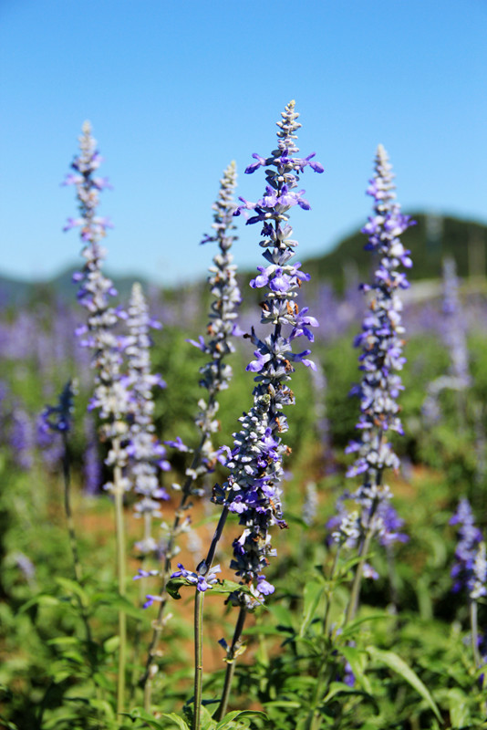 北京东方普罗旺斯薰衣草庄园,国外普罗旺斯薰衣草庄园夕阳