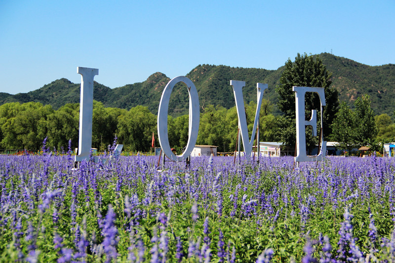 北京东方普罗旺斯薰衣草庄园,国外普罗旺斯薰衣草庄园夕阳