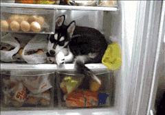 冰箱贴的小知识,冰箱知识和选购技巧