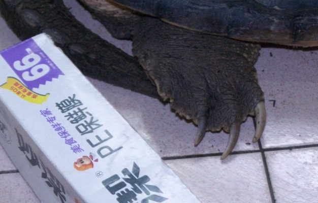 20斤大鳄龟要养多久,20斤超大鳄龟