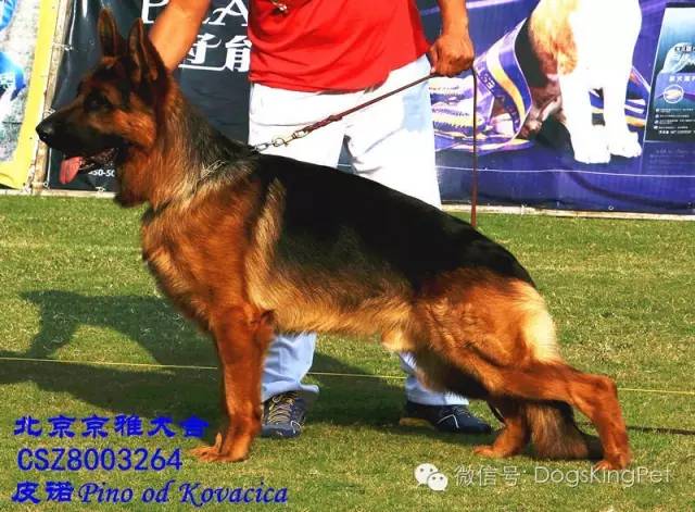 干将犬舍：魔力兹后代and皮诺后代