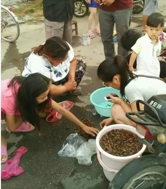 徐州某集市卖“姐喽龟”的，这场面你见过吗？