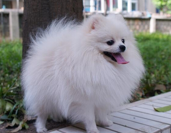 动物界的心机婊们,动物界的心机婊