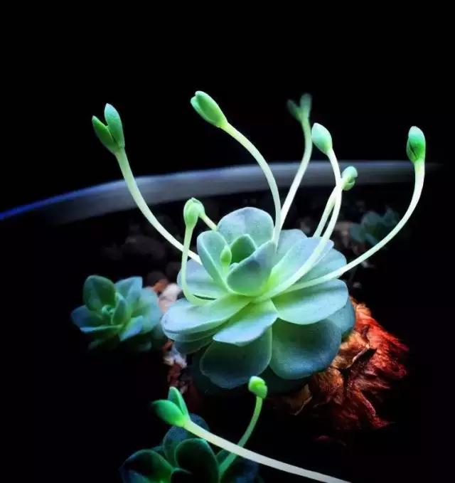 点赞他们的高光时刻,大家用手机拍出过什么好看的照片