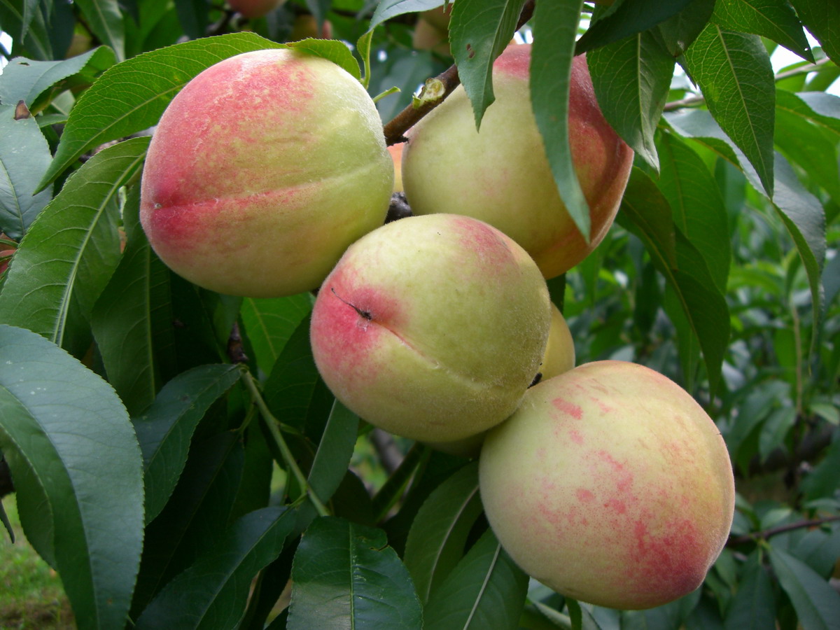 还被痛经困扰吗?让这九个验方来帮你!