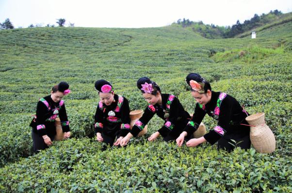 雷山银球茶中国茶博会,贵州雷山银球茶特级