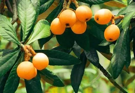 吃完这100种美食、看过这100种风景,可能再也离不开太仓!