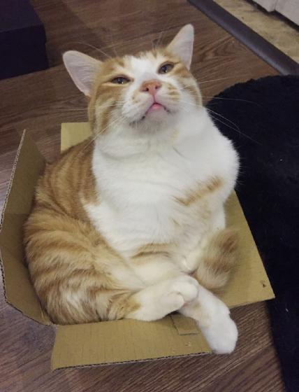 狗狗偷吃37包鸡爪,狗狗偷吃被发现瑟瑟发抖