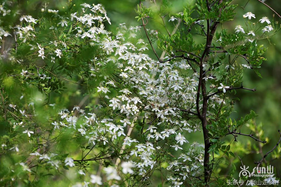 开满山野的它有“藤本花卉皇后”之称,可治虫蛇咬伤!