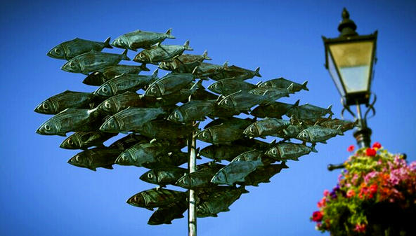 餐桌物种日历|4月20日大西洋鲱