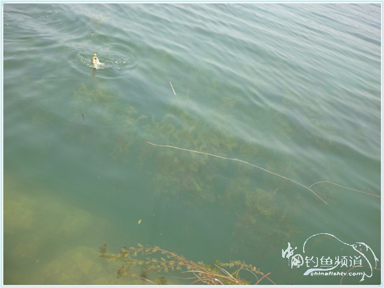 游钓中国丹江口市之行,游钓丹江300天