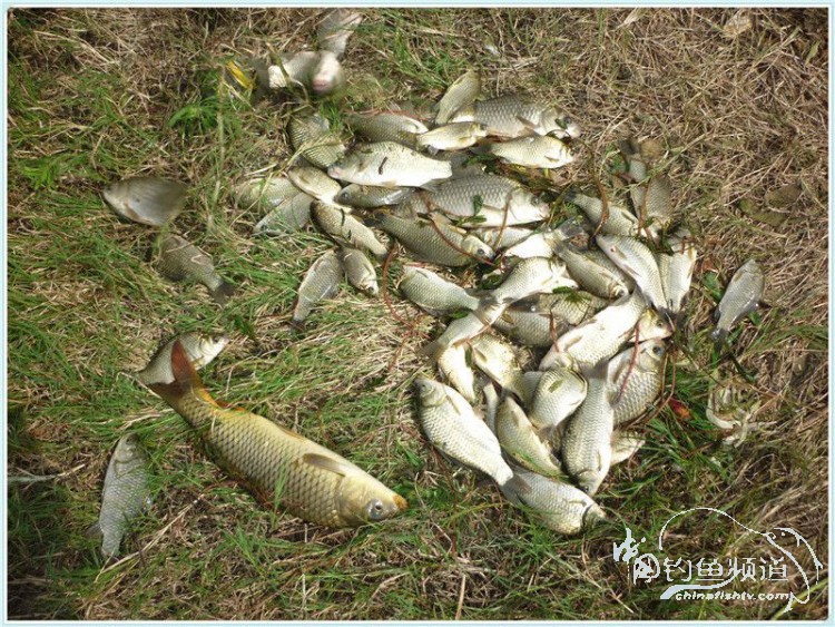 游钓中国丹江口市之行,游钓丹江300天