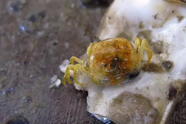 海蛎子的秘密,牡蛎的趣闻科普