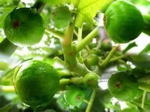 宝宝治痱子的好方法,宝宝治热痱子的妙招