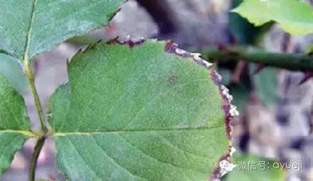 怎样防治月季虫害和病害,月季病害及防治药品清单