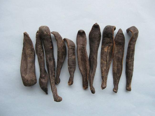 它，生为“吸血虫”，死为名医眼中的“宝”！