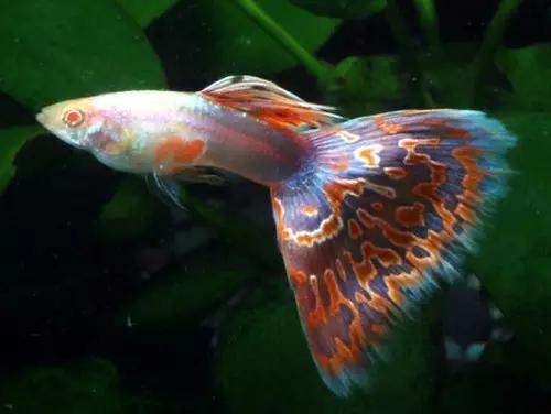 孔雀鱼怎样预防疾病,孔雀鱼常见疾病及解决方法