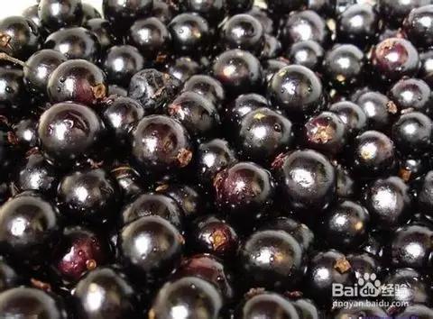 十大不敢吃的奇葩水果,史上最奇葩的六种水果