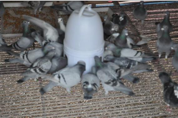 幼鸽一大一小怎么调养,圆环幼鸽怎么调养