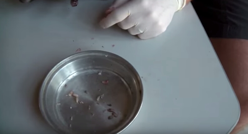 狗狗刚出生就被咬死,狗狗刚出生被轧死