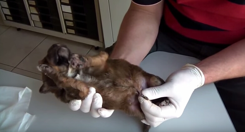 狗狗刚出生就被咬死,狗狗刚出生被轧死