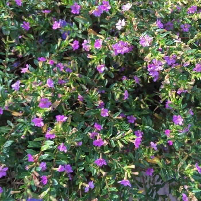 常见草本植物图片大全,十种罕见又美丽的植物图片