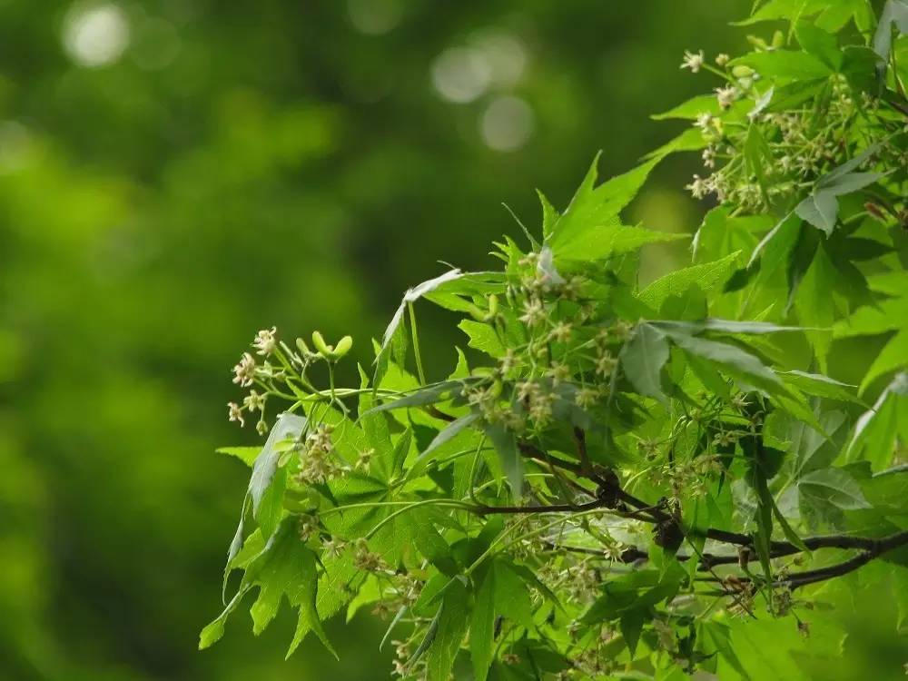 鸡爪槭和红枫长一样么,鸡爪槭和红枫长一样