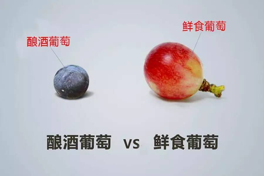 科普酿酒技术,鲜食葡萄酿酒葡萄