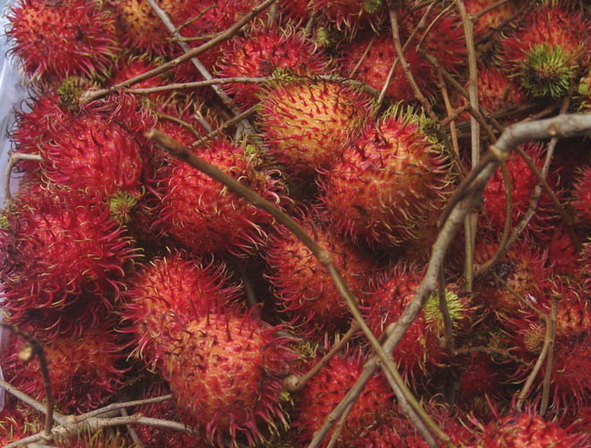 泰国红毛丹果园,泰国荔枝红毛丹