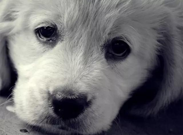 宠物感动瞬间催泪视频,宠物感人