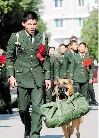 宠物感动瞬间催泪视频,宠物感人