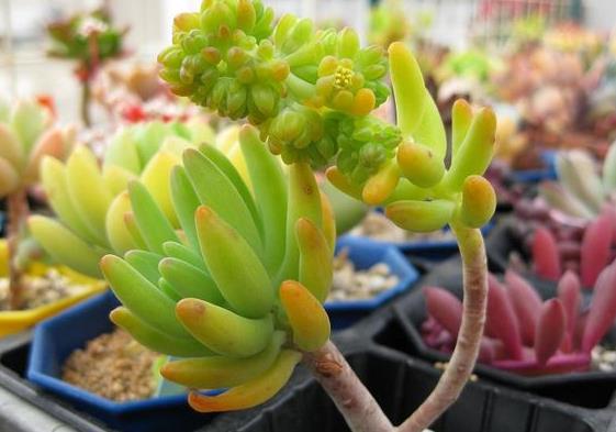 最值得买的多肉品种,包邮最漂亮多肉