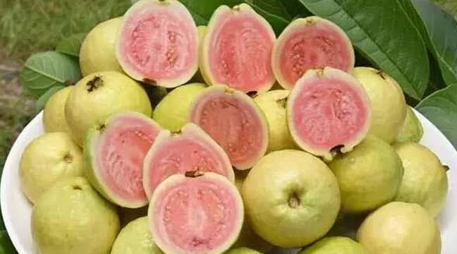 番石榴和鸡屎果的图片,鸡屎果番石榴