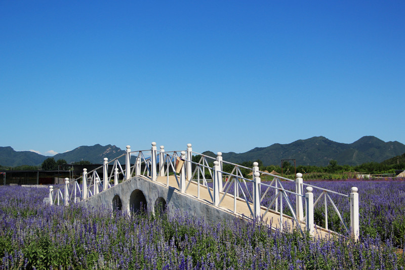 北京东方普罗旺斯薰衣草庄园,国外普罗旺斯薰衣草庄园夕阳