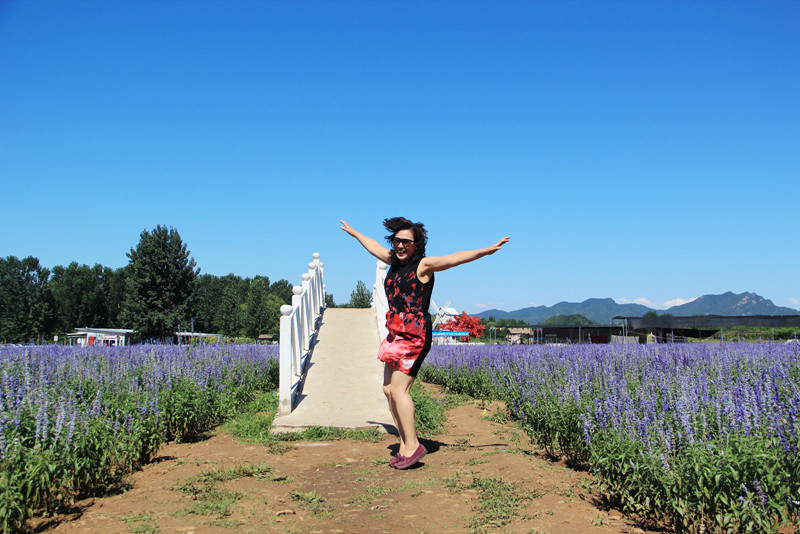 北京东方普罗旺斯薰衣草庄园,国外普罗旺斯薰衣草庄园夕阳