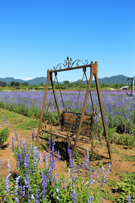 北京东方普罗旺斯薰衣草庄园,国外普罗旺斯薰衣草庄园夕阳