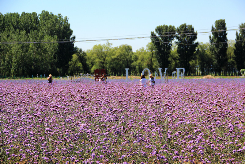 北京东方普罗旺斯薰衣草庄园,国外普罗旺斯薰衣草庄园夕阳