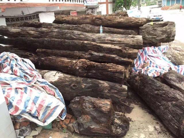 六十年代金丝楠当废品,金丝楠变废为宝