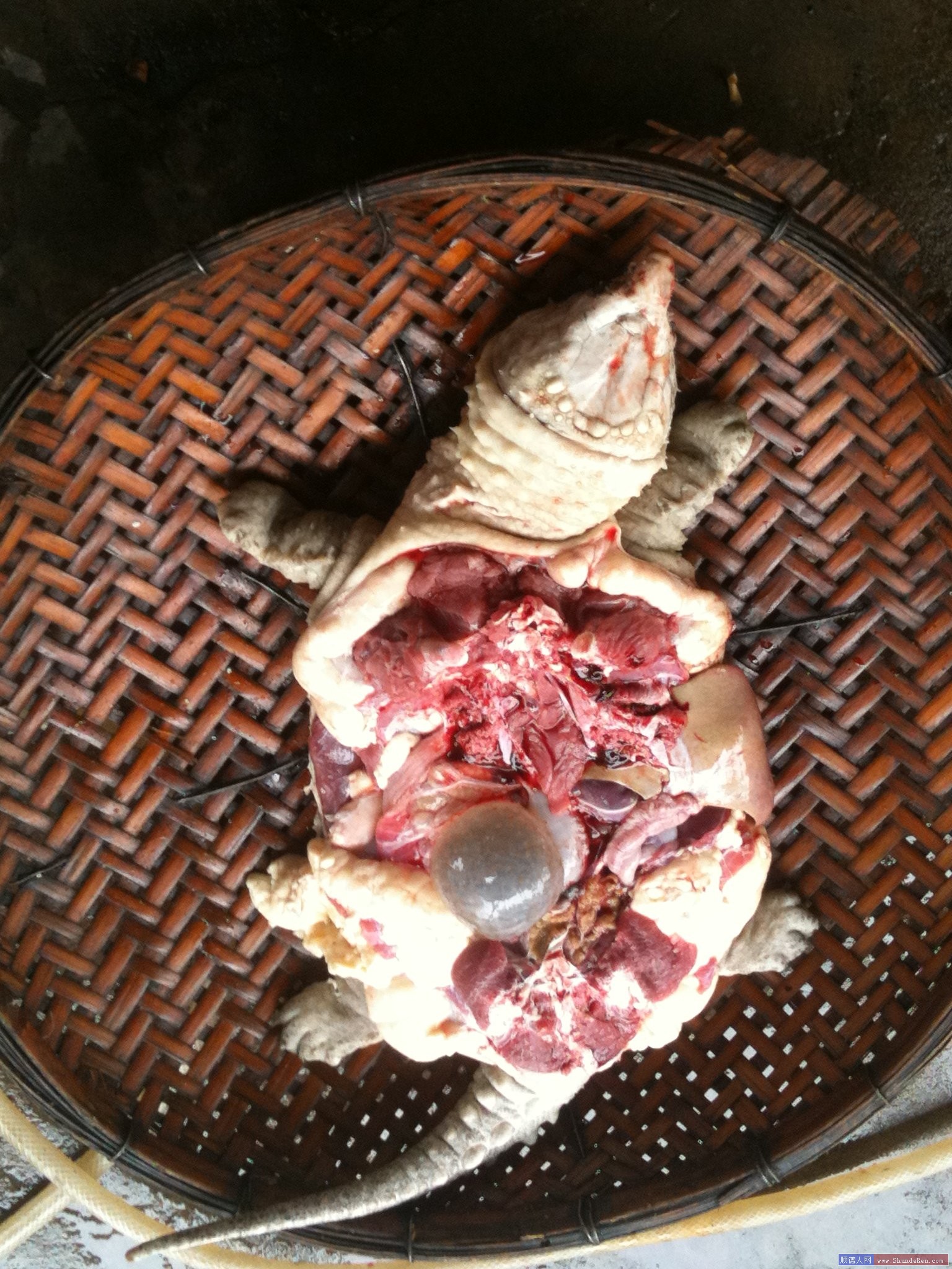 20斤大鳄龟要养多久,20斤超大鳄龟